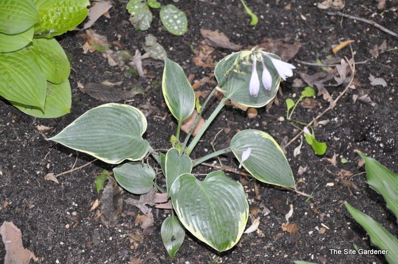 Hosta Betsy King — photo 1