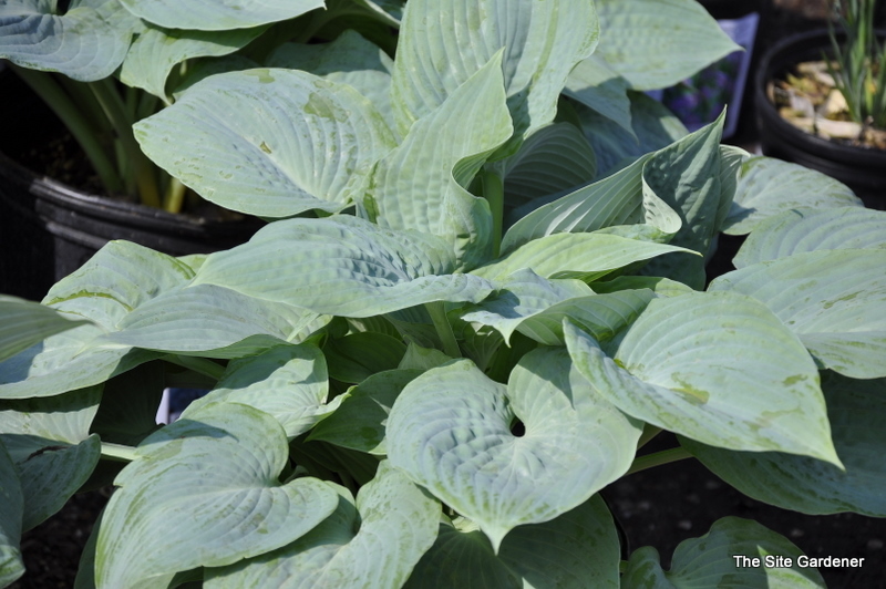 Hosta Blue Bay — photo 1