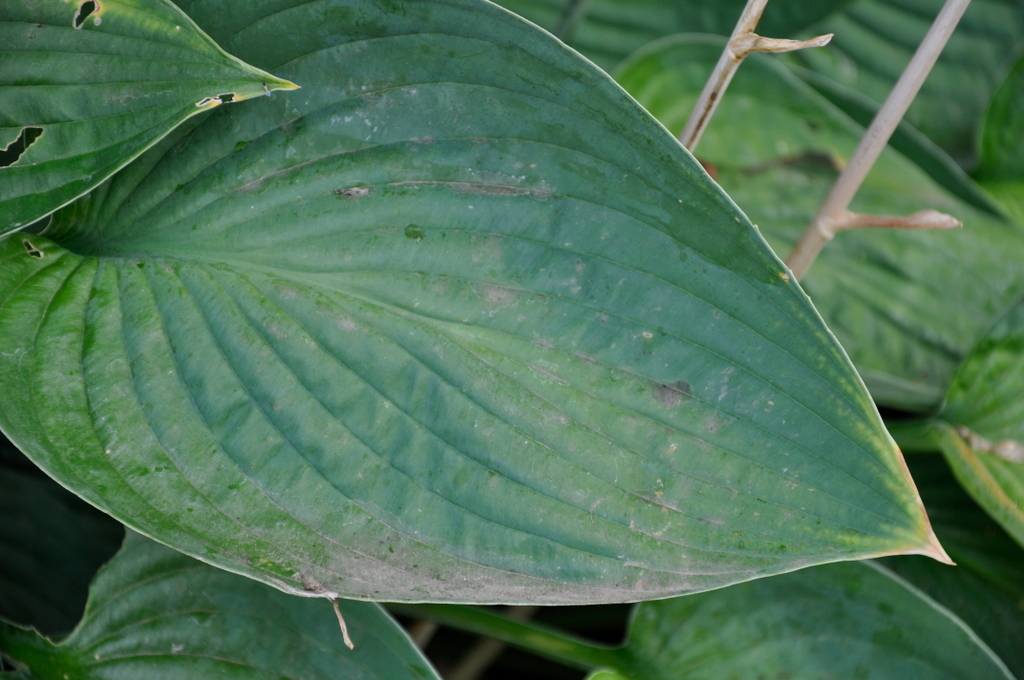 Hosta Blue Heart — photo 1