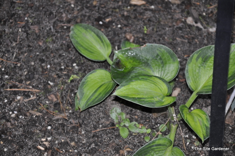 Hosta Blue Shadow — photo 1