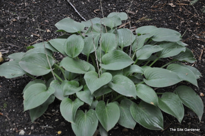 Hosta Blue Skies — photo 1