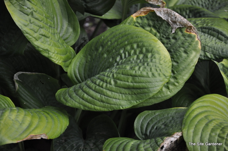 Hosta Blue Umbrellas — photo 1