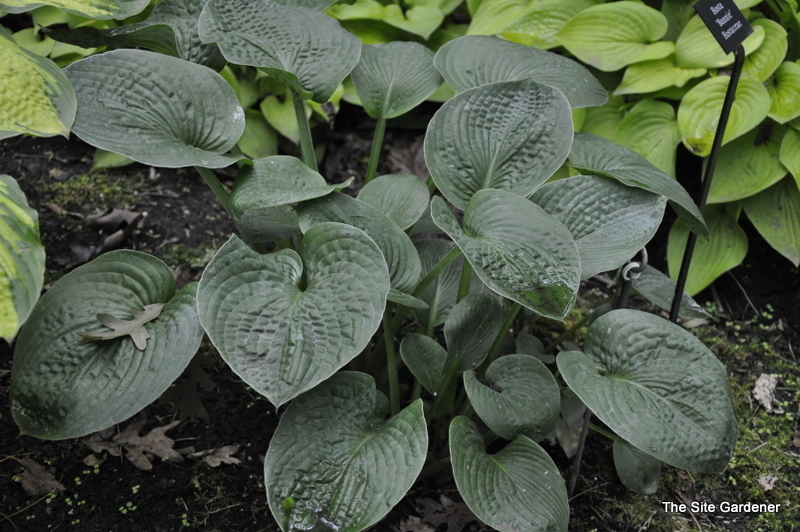 Hosta Bonnie — photo 1