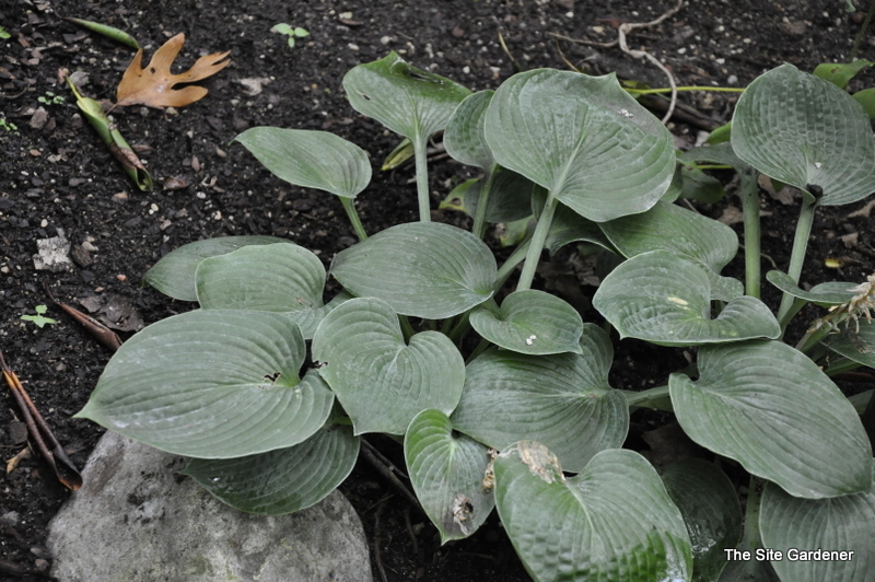 Hosta Camelot — photo 1