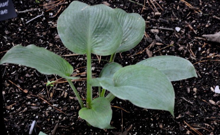 Hosta Carolina Blue — photo 1