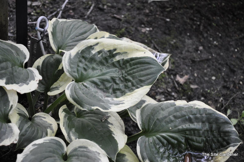 Hosta Christmas Pageant — photo 1