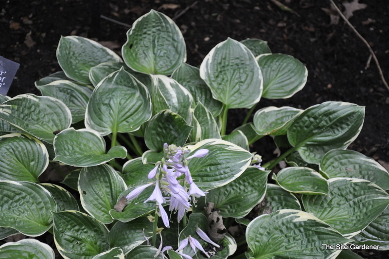 Hosta Crusader — photo 1