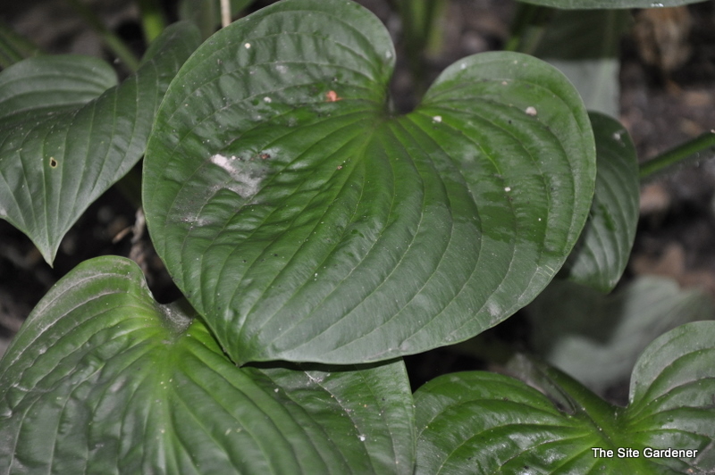 Hosta Edge Of The Night — photo 1