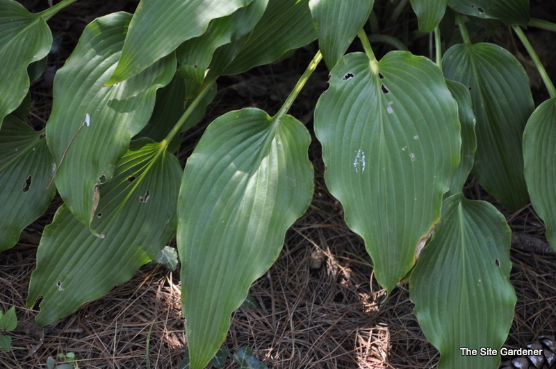 Hosta 'elvis Lives' — photo 1