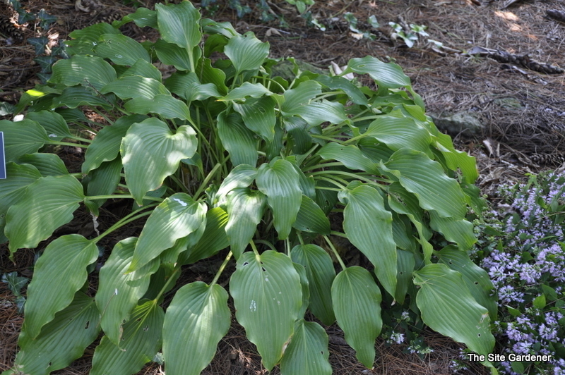 Hosta 'elvis Lives' - The Site Gardener