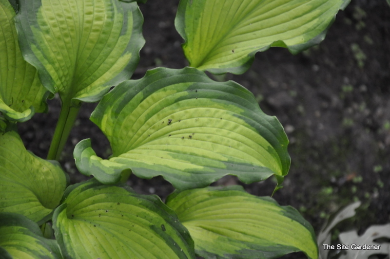Hosta Emerald Ruff Cut — photo 1