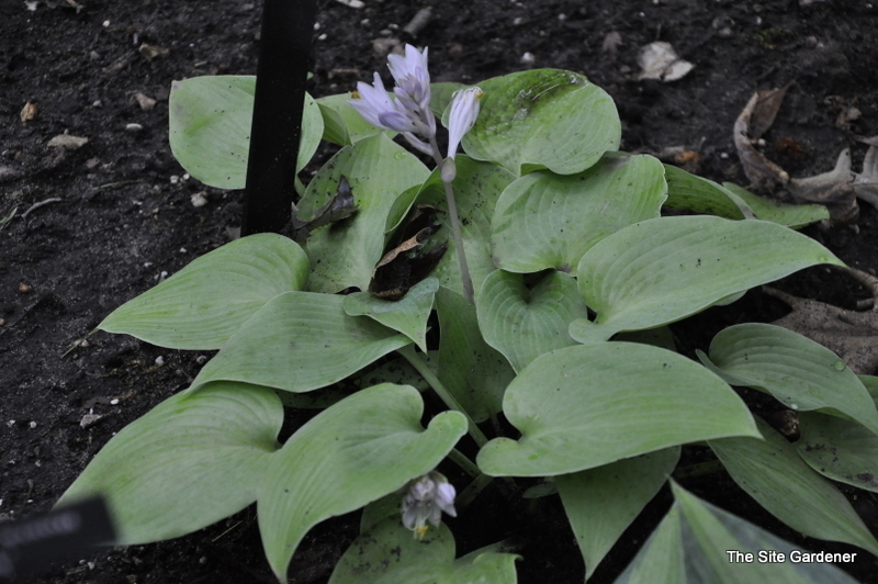 Hosta English Sunrise — photo 1