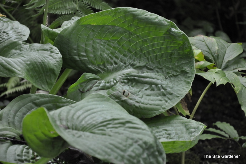Hosta Evelyn Mccafferty — photo 1