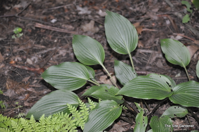 Hosta Fall Bouquet — photo 1