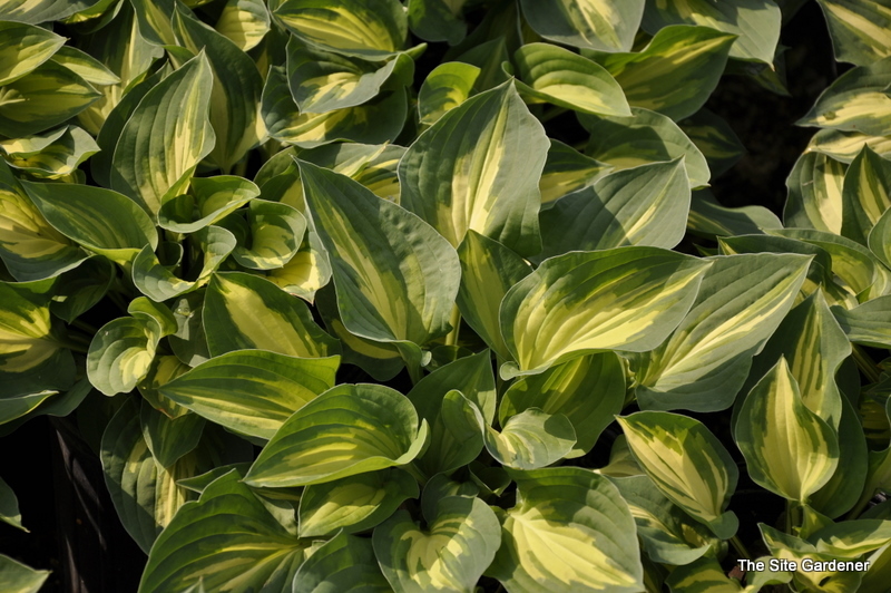 Hosta Fantasy Island — photo 1