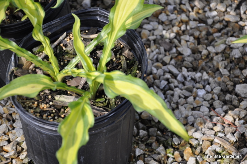 Hosta First Mate — photo 1