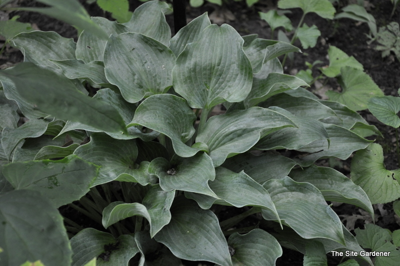 Hosta Flemish Sky — photo 1