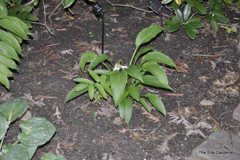 Hosta Gala — photo 1