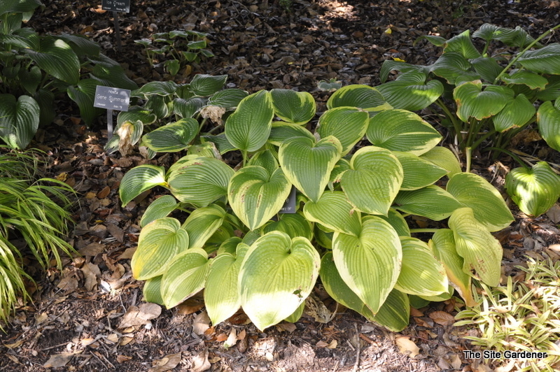 Hosta 'garden Treasure' — photo 1