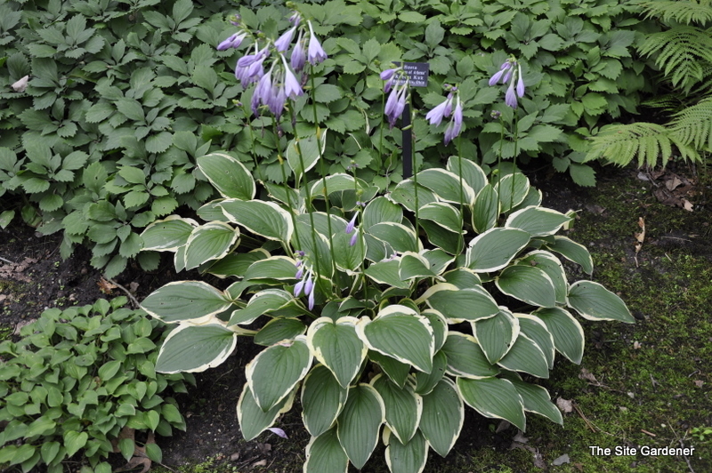 Hosta Goddess Of Athena — photo 1