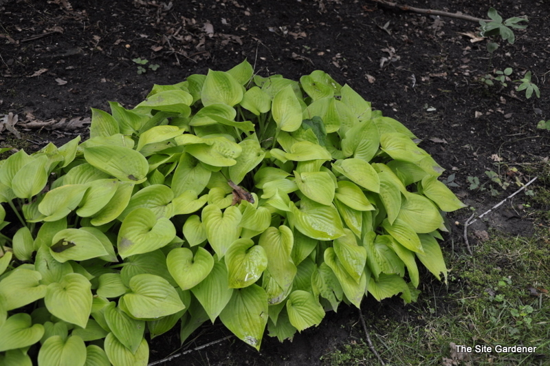 Hosta Gold Edger — photo 1
