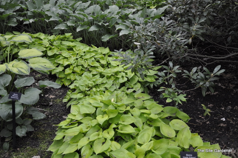 Hosta Gold Edger