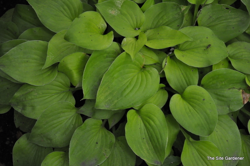 Hosta Golden Scepter — photo 1