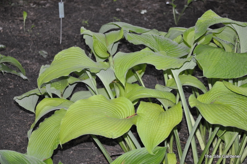 Hosta Golden Sculpture — photo 1