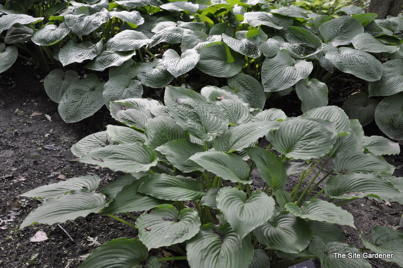 Hosta Goliath — photo 1