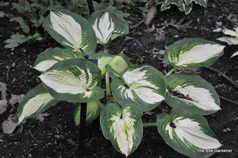 Hosta Great American Expectations — photo 1