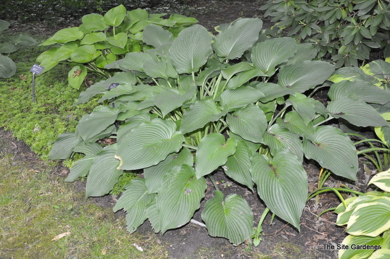Hosta Green Acres — photo 1