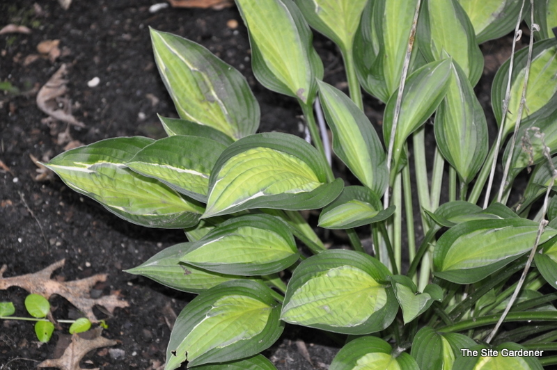 Hosta Hanky Panky — photo 1