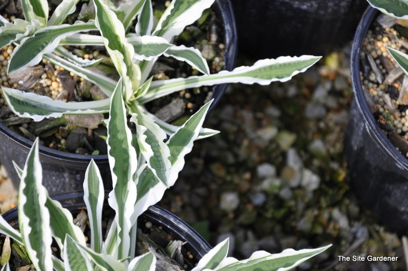 Hosta Hi Ho Silver — photo 1
