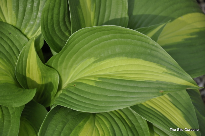 Hosta Hollywood Lights — photo 1