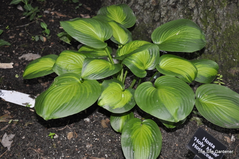 Hosta Holy Mole — photo 1