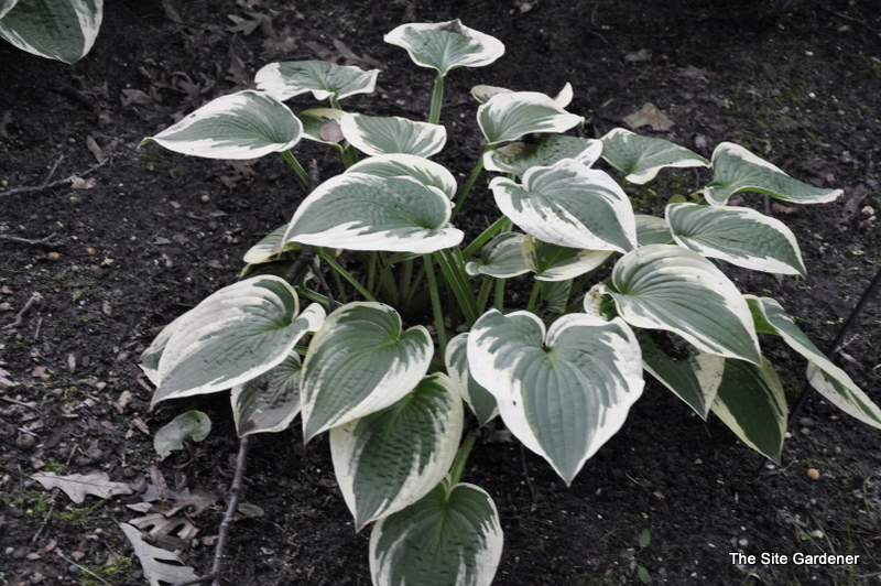 Hosta Honeysong — photo 1