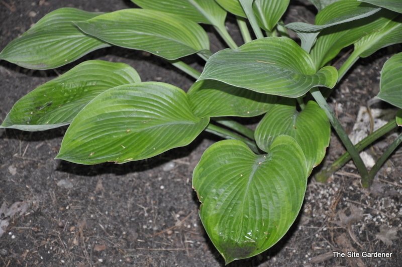 Hosta Independence Day — photo 1