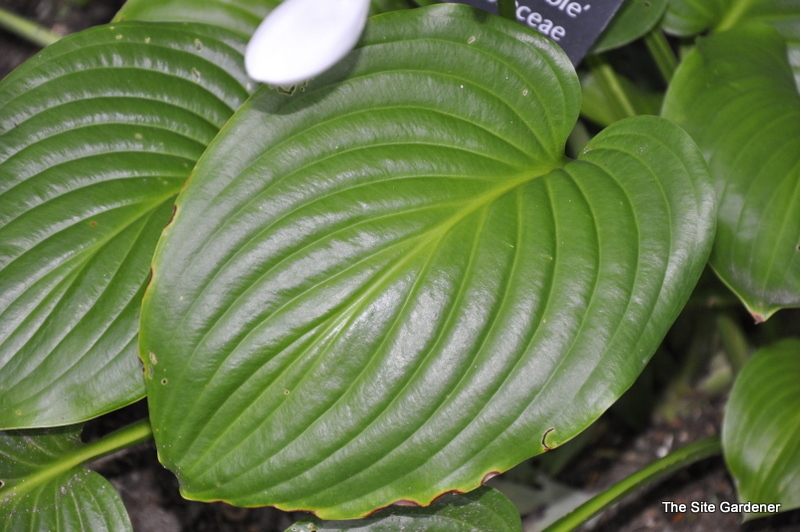Hosta Invincible — photo 1