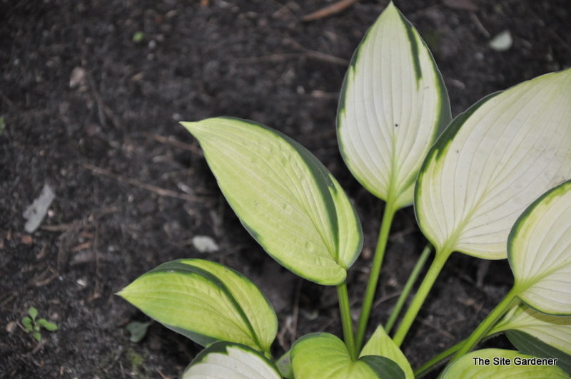 Hosta Janet — photo 1