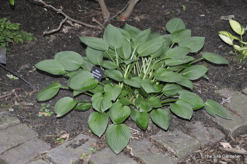 Hosta Janet's Green Sox — photo 1