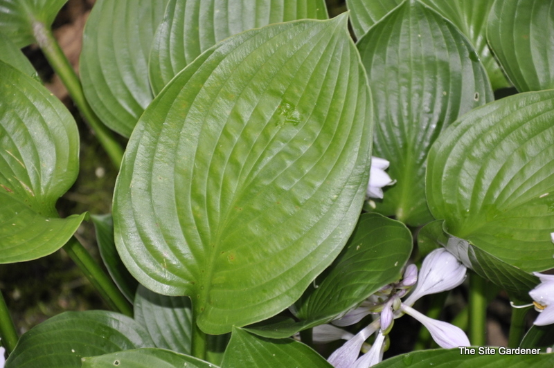 Hosta Joseph — photo 1