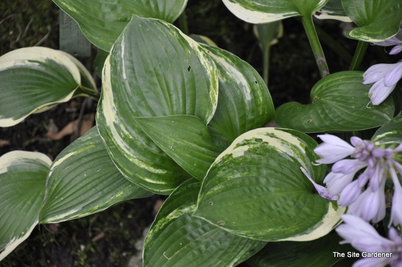 Hosta Josephine — photo 1