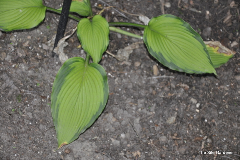 Hosta Journey's End — photo 1