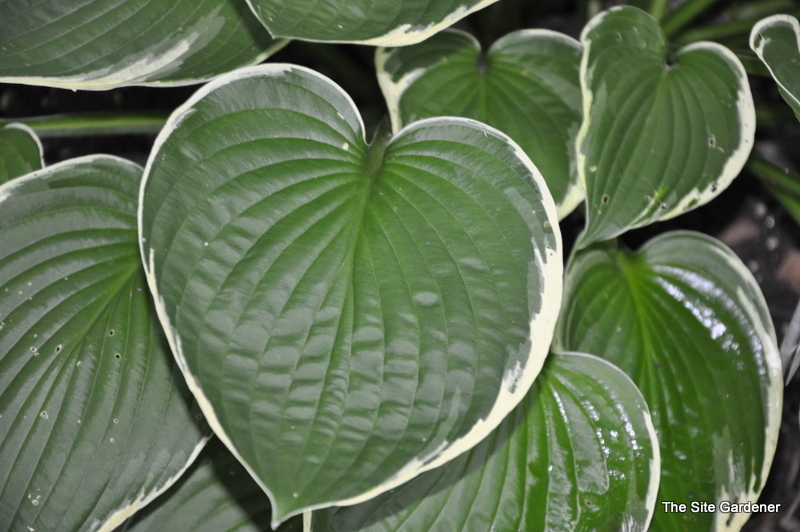 Hosta Julia — photo 1