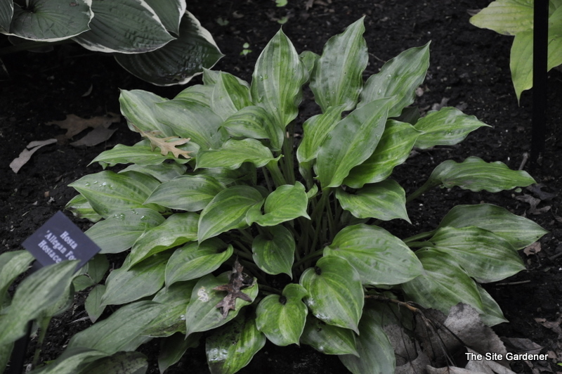 Hosta Korean Snow — photo 1
