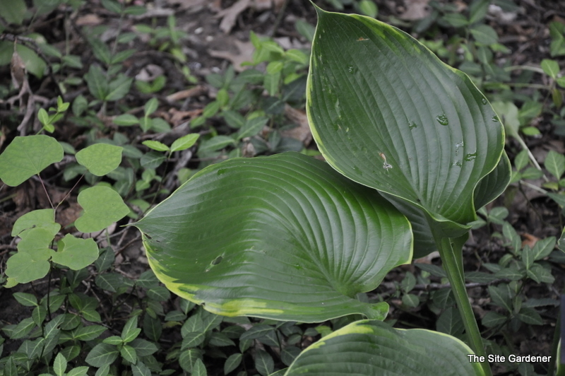 Hosta Lady Isobel Barnett — photo 1