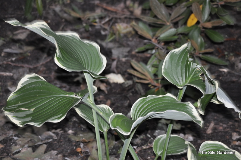 Hosta Leading Lady — photo 1