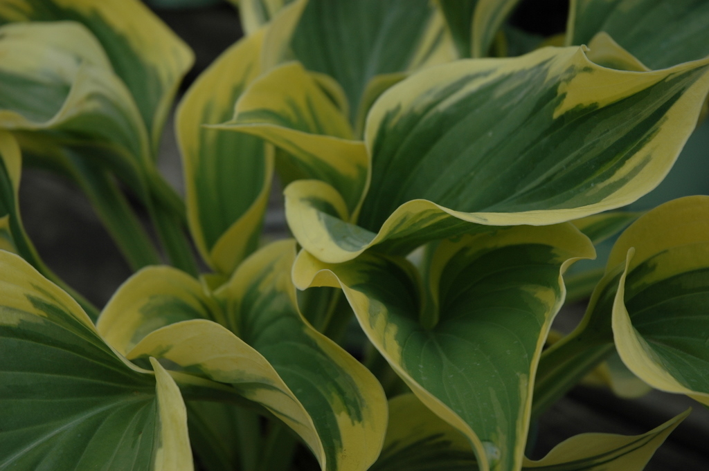 Hosta Liberty — photo 1