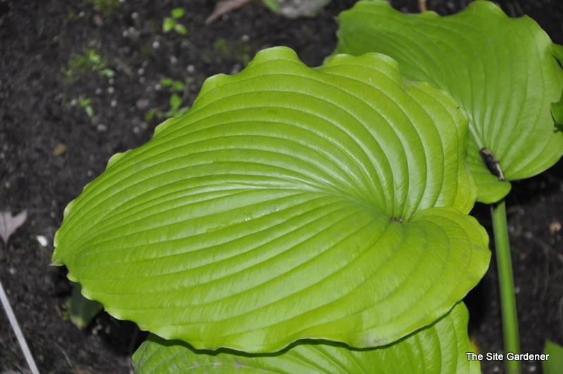 Hosta Lime Piecrust — photo 1