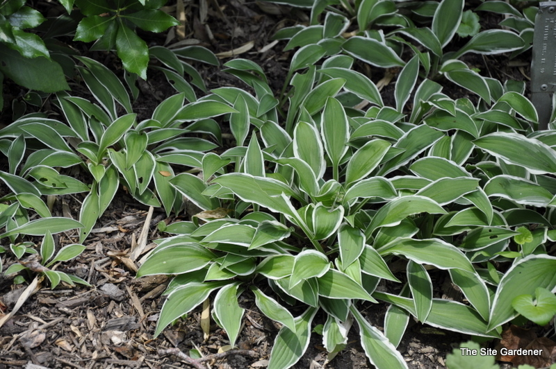 Hosta Louisa — photo 1